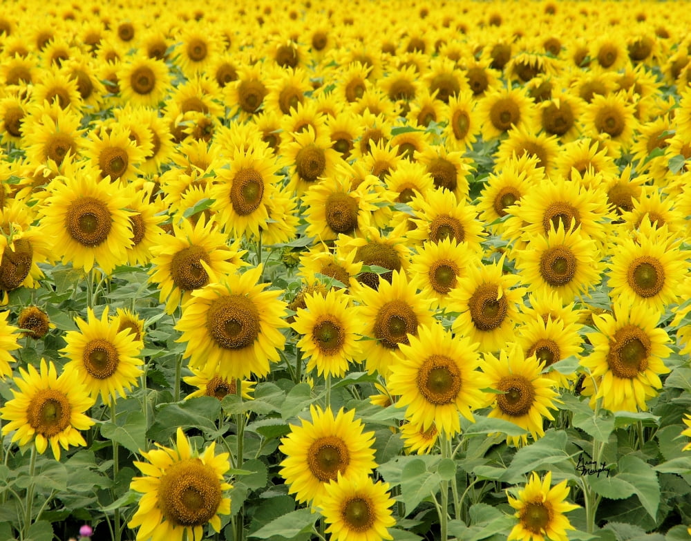 Sunflower 37 Canvas Art - Greg Murphy (16 x 20)