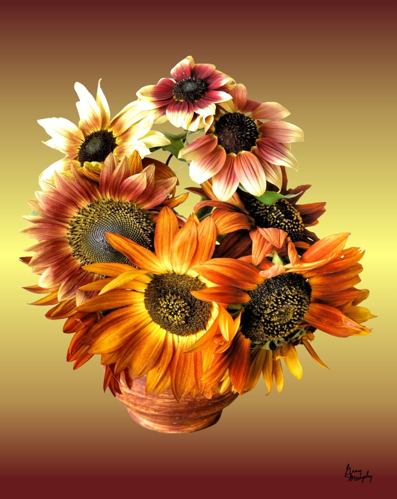 Sunflower 7 Canvas Art - Greg Murphy (20 x 25)