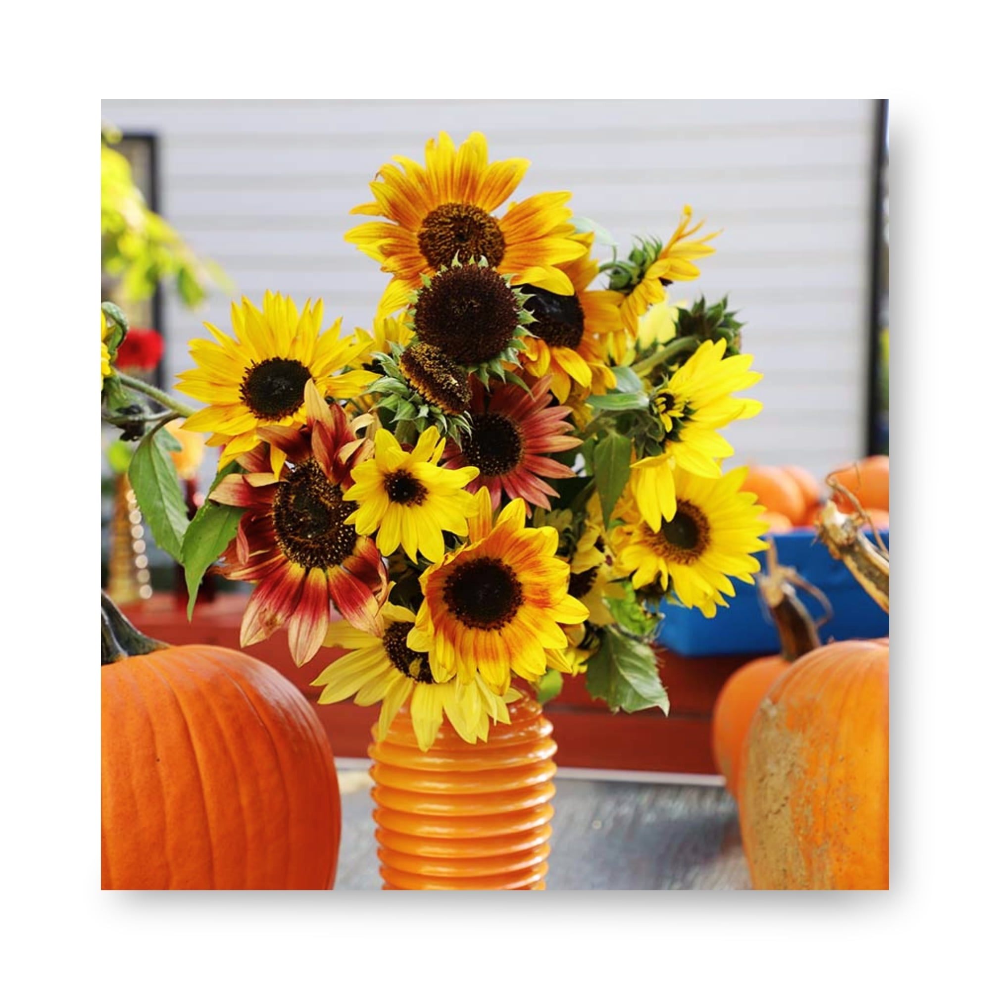 Harris Seeds Sunflower Autumn Beauty Mix, Multi Color Branching Sunflowers, 1,000 Count
