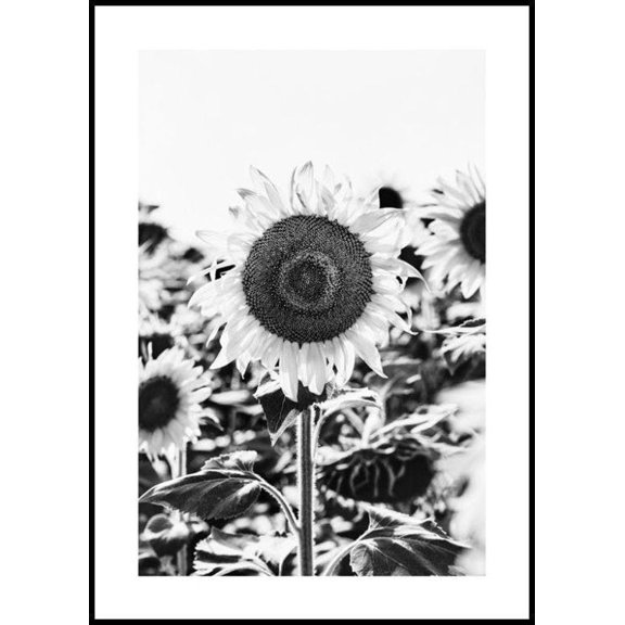 Sunflower B&W Print Wall Art, Modern Wall Decor For Living Room Bedroom, 8x12 UNFRAMED