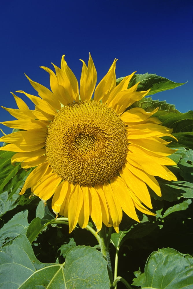 Sunflower Blossom Altona Manitoba Canvas Art - Mike Grandmaison Design Pics (22 x 34)