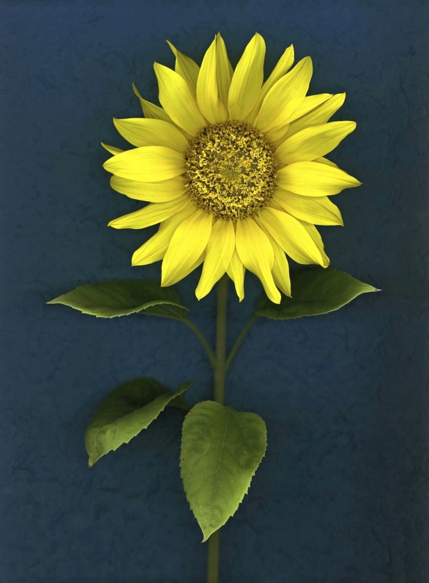 Sunflower Canvas Art - Deddeda Design Pics (12 x 16)