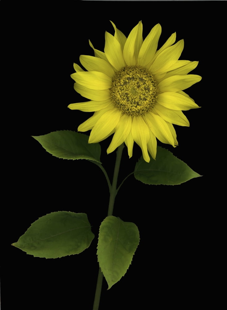 Sunflower Canvas Art - Deddeda Design Pics (12 x 16)