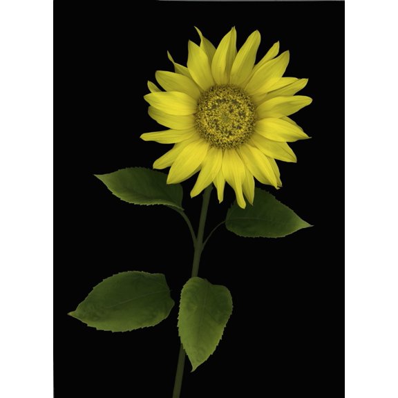 Sunflower Canvas Art - Deddeda Design Pics (12 x 16)