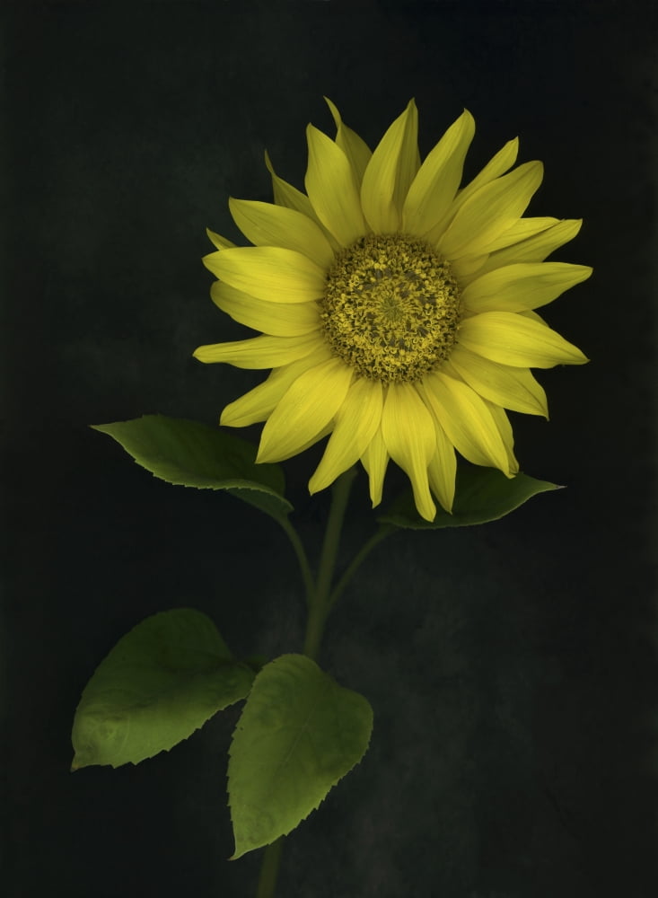 Sunflower Canvas Art - Deddeda Design Pics (24 x 32)