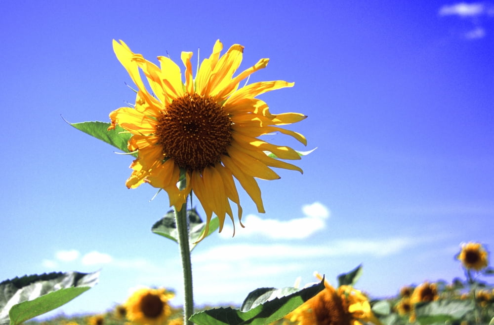 Sunflower Canvas Art - Doug Ohman (24 x 16)