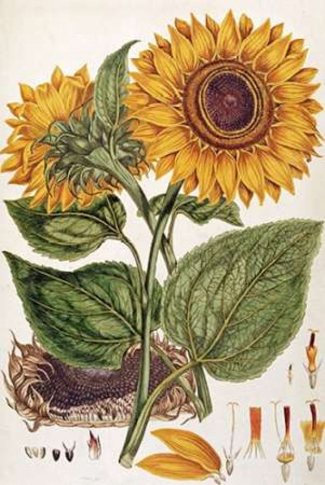 Sunflower Canvas Art - John Miller (12 x 18)