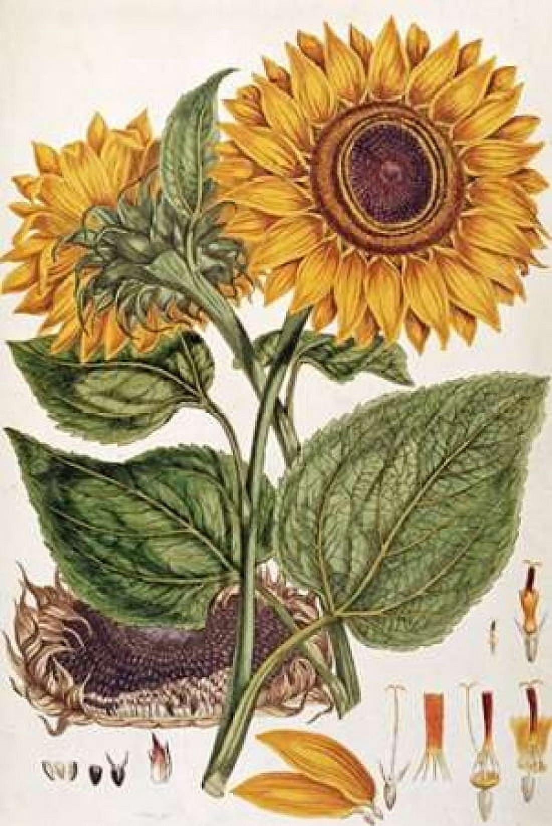 Sunflower Canvas Art - John Miller (24 x 36)