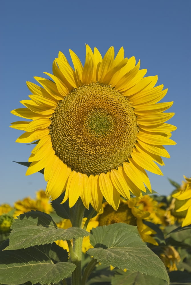Sunflower Canvas Art - Michael Thornton Design Pics (11 x 17)