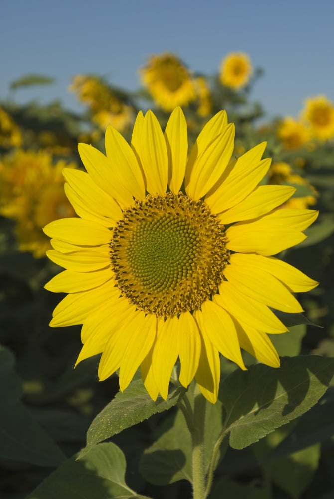 Sunflower Canvas Art - Michael Thornton Design Pics (22 x 34)