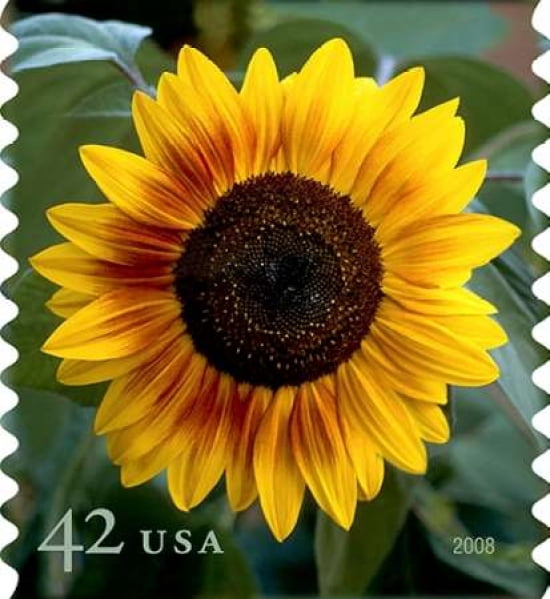 Sunflower Canvas Art - US POSTAL SERVICE (24 x 24)