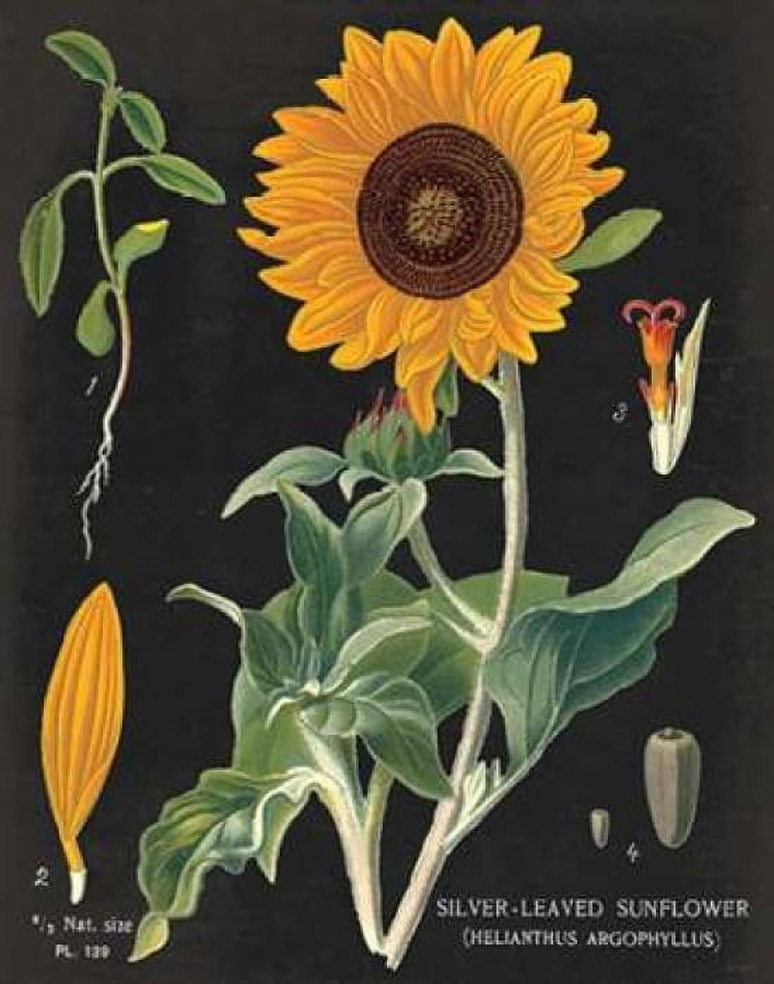 Sunflower Chart Canvas Art - Sue Schlabach (22 x 28)