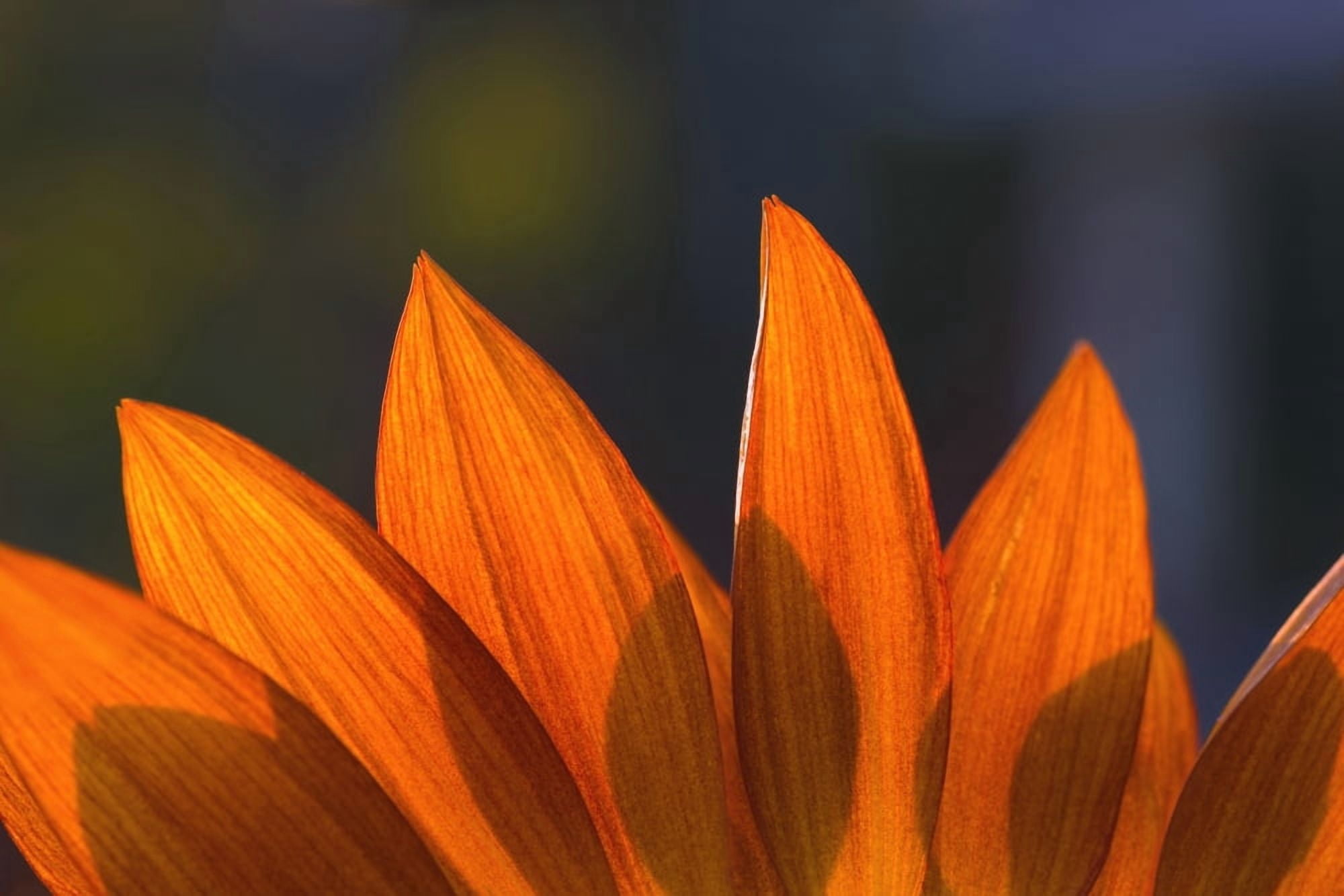 Sunflower Close-Up Canvas Art - Carson Ganci Design Pics (17 x 11)