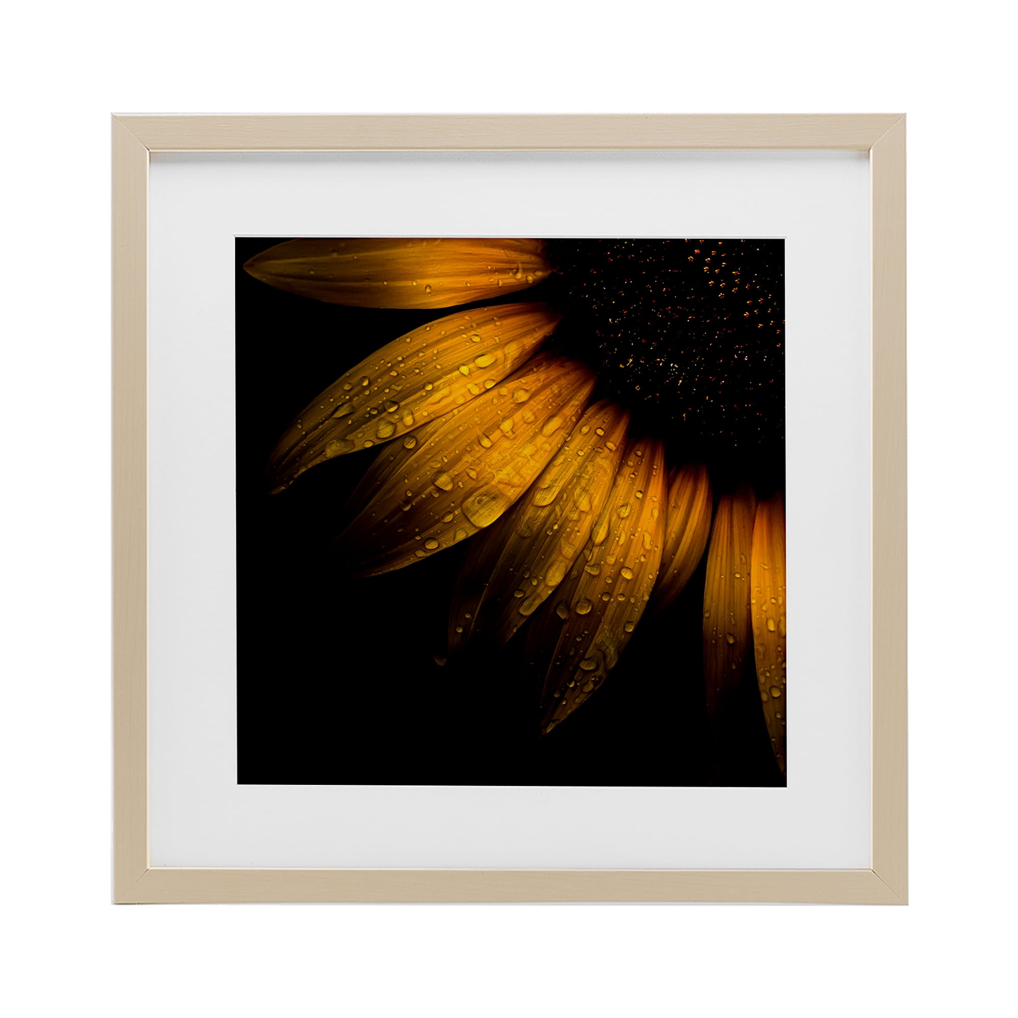 Sunflower Detail with Droplets Birch Framed Print Under Glass, design by Brian Carson Photography