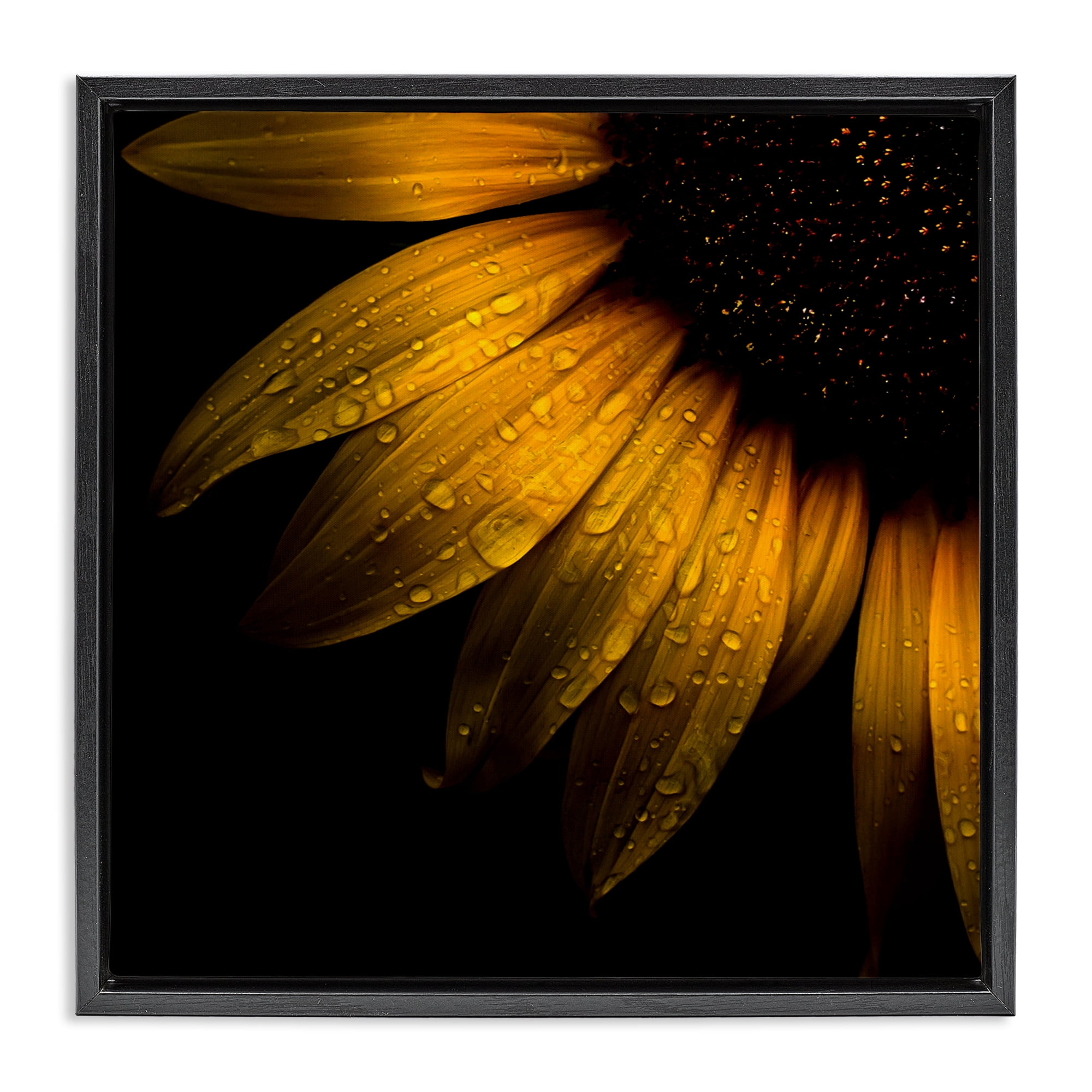 Sunflower Detail with Droplets Black Framed Floater Canvas Wall Art, design by Brian Carson Photography