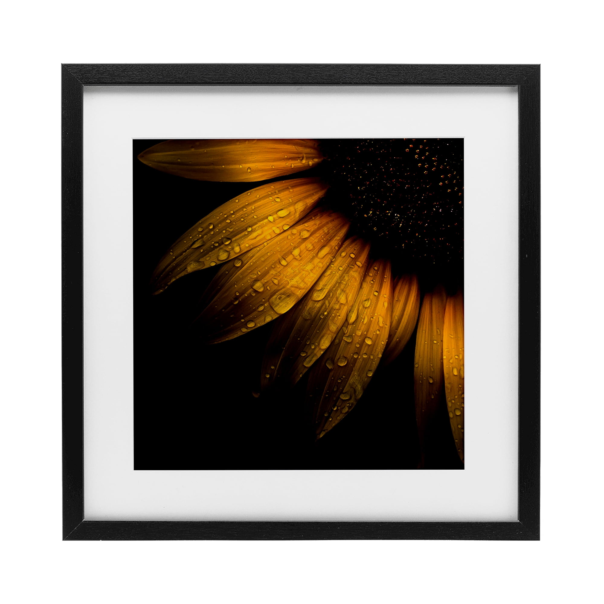Sunflower Detail with Droplets Black Framed Print Under Glass, design by Brian Carson Photography