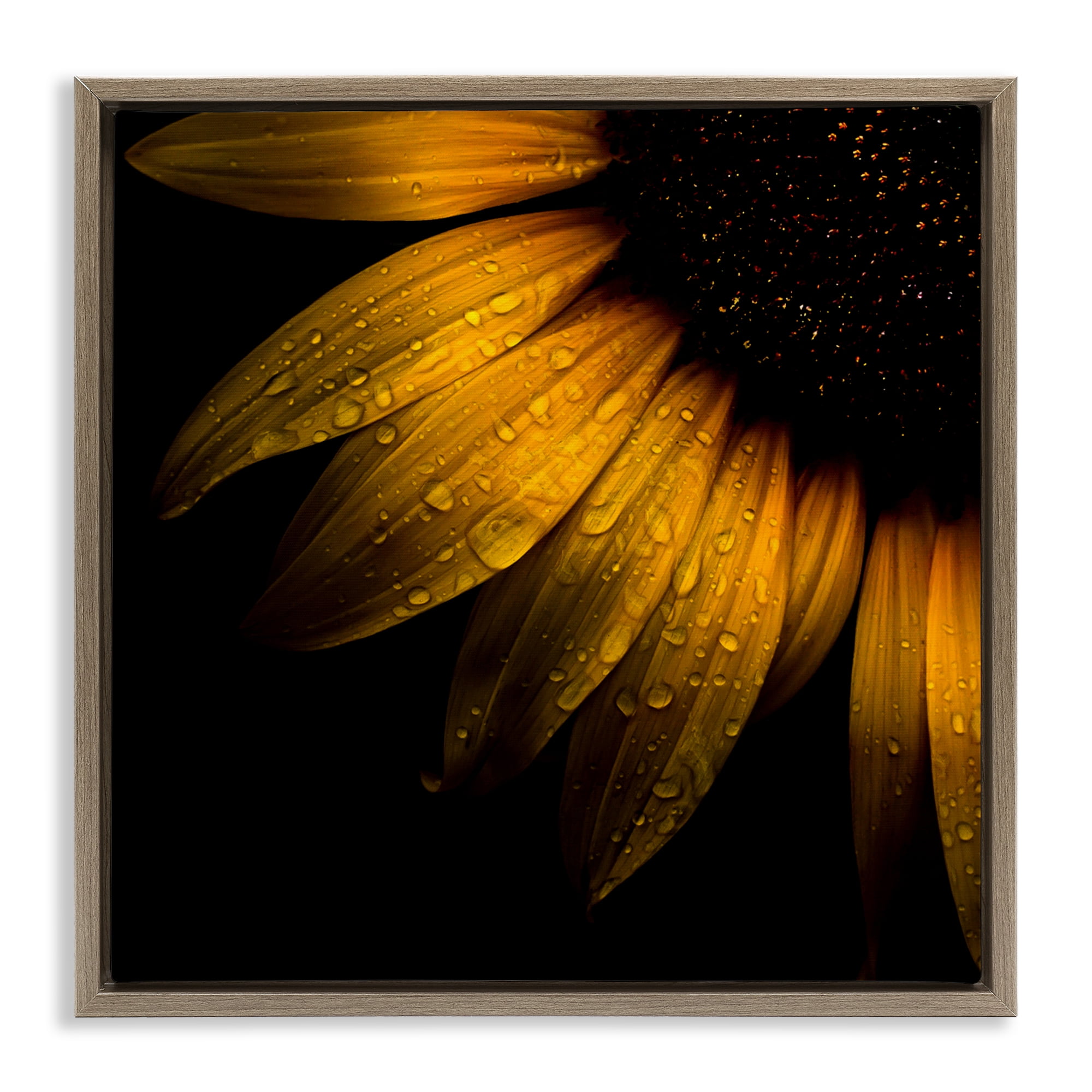 Sunflower Detail with Droplets Brown Framed Floater Canvas Wall Art, design by Brian Carson Photography