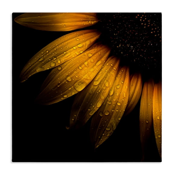 Sunflower Detail with Droplets Canvas Wall Art, design by Brian Carson Photography