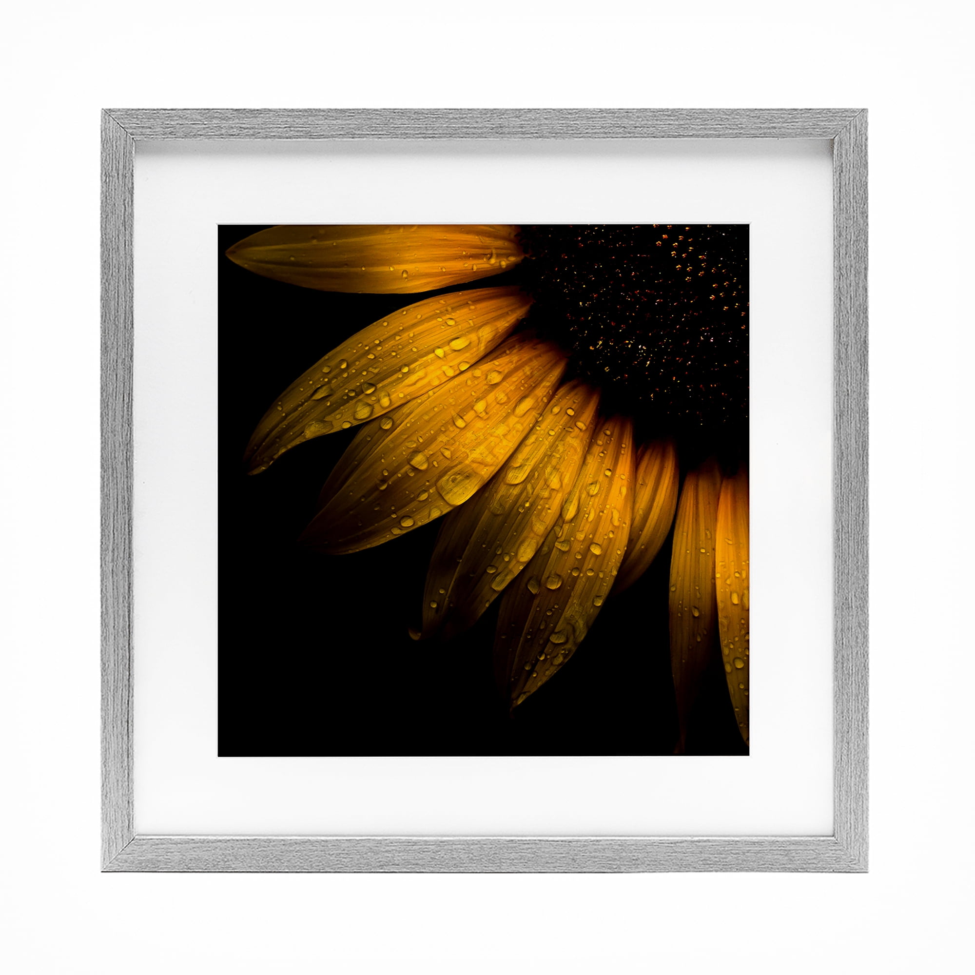 Sunflower Detail with Droplets Gray Framed Print Under Glass, design by Brian Carson Photography