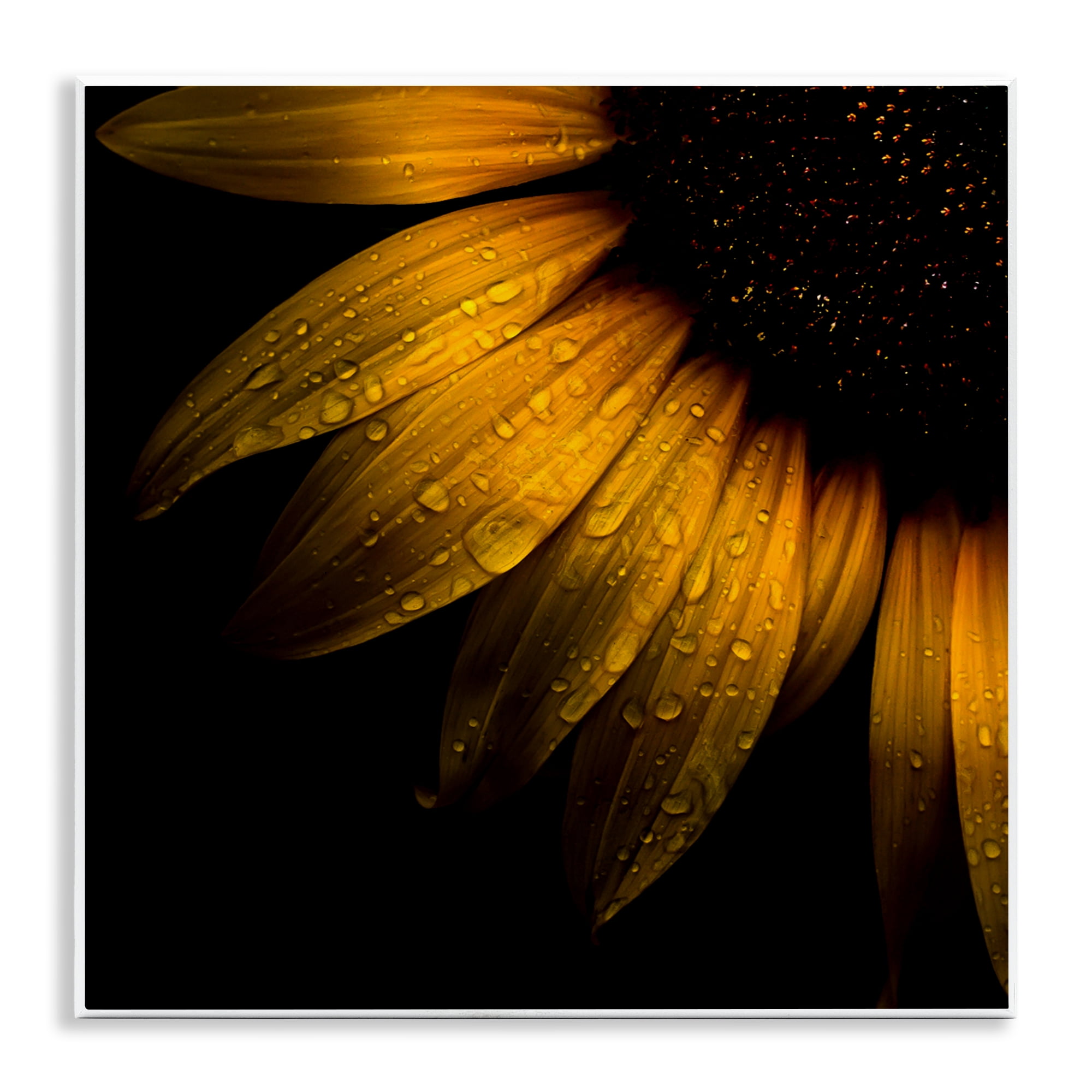 Sunflower Detail with Droplets Wall Plaque Art, design by Brian Carson Photography