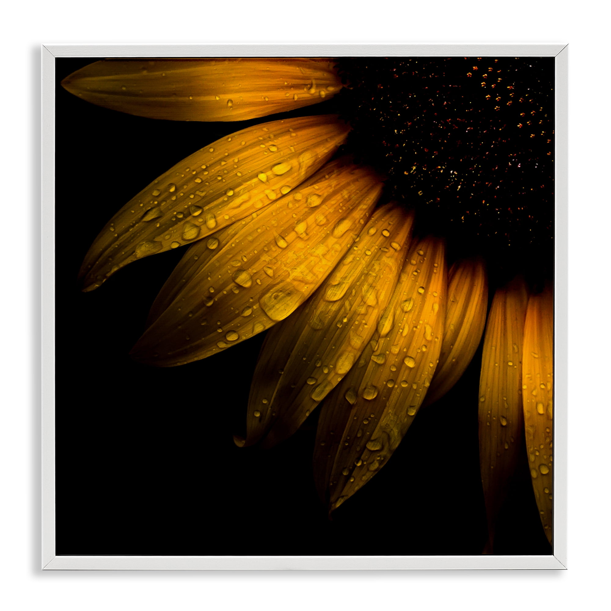 Sunflower Detail with Droplets White Framed Giclee Art, design by Brian Carson Photography
