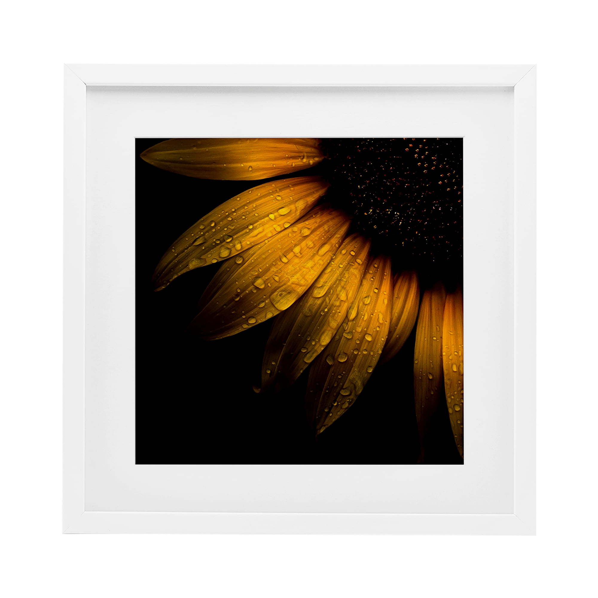 Sunflower Detail with Droplets White Framed Print Under Glass, design by Brian Carson Photography