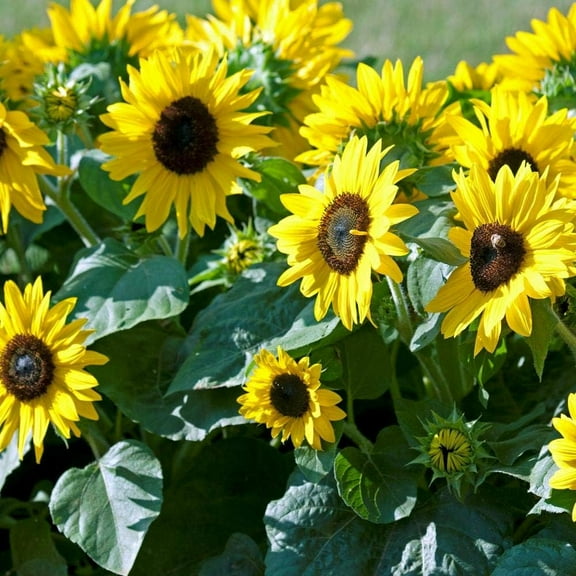 Sunflower- Dwarf Sunspot- 25 Seeds Helianthus Annuus Yellow 18-24" High