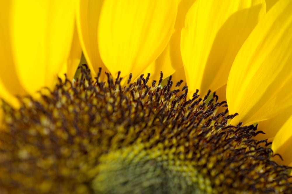 Sunflower Extreme close-up of center and yellow petals Canvas Art - Ray Laskowitz Design Pics (17 x 11)