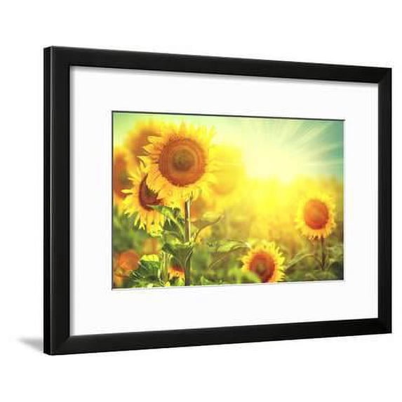 Sunflower Field. Beautiful Sunflowers Blooming on the Field. Growing Yellow Flowers, Botanical Scenic Framed Art Print Wall Art by Subbotina Anna Sold by Art.Com
