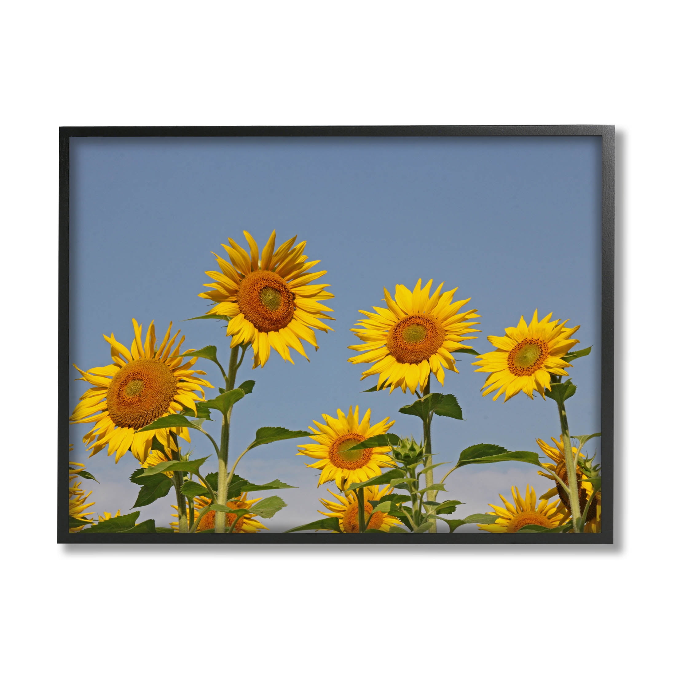 Sunflower Field Clear Sky Botanical & Floral Photograph Black Framed Art Print Wall Art