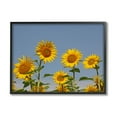 thumbnail image 1 of Sunflower Field Clear Sky Botanical & Floral Photograph Black Framed Art Print Wall Art, 1 of 7