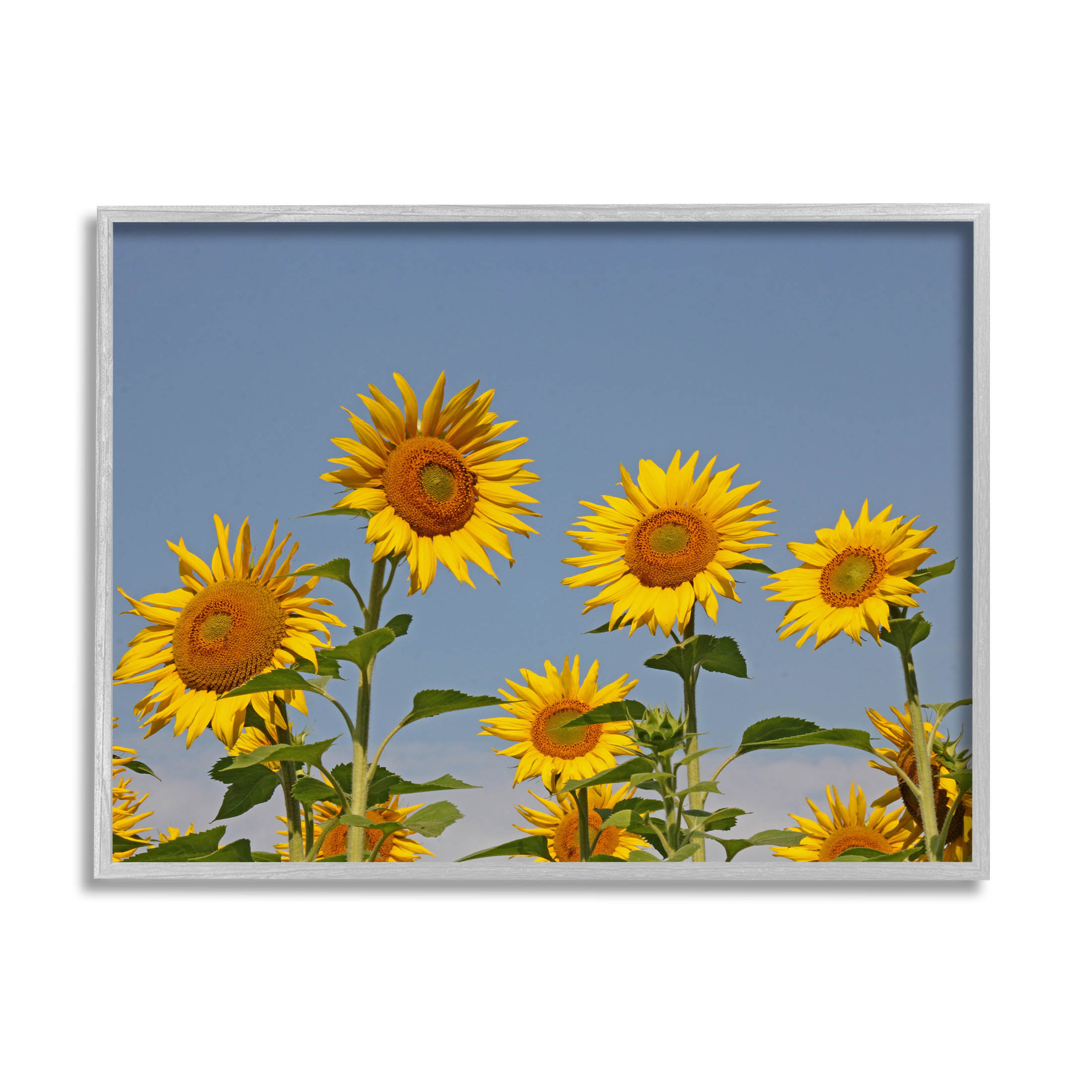 Sunflower Field Clear Sky Botanical & Floral Photograph Gray Framed Art Print Wall Art