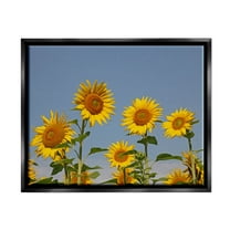 Sunflower Field Clear Sky Botanical & Floral Photograph Jet Black Framed Art Print Wall Art