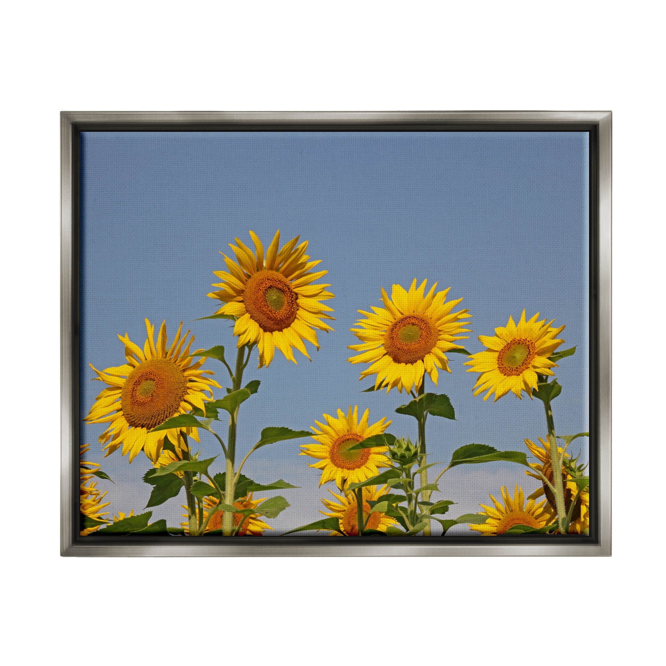 Sunflower Field Clear Sky Botanical & Floral Photograph Luster Gray Framed Art Print Wall Art