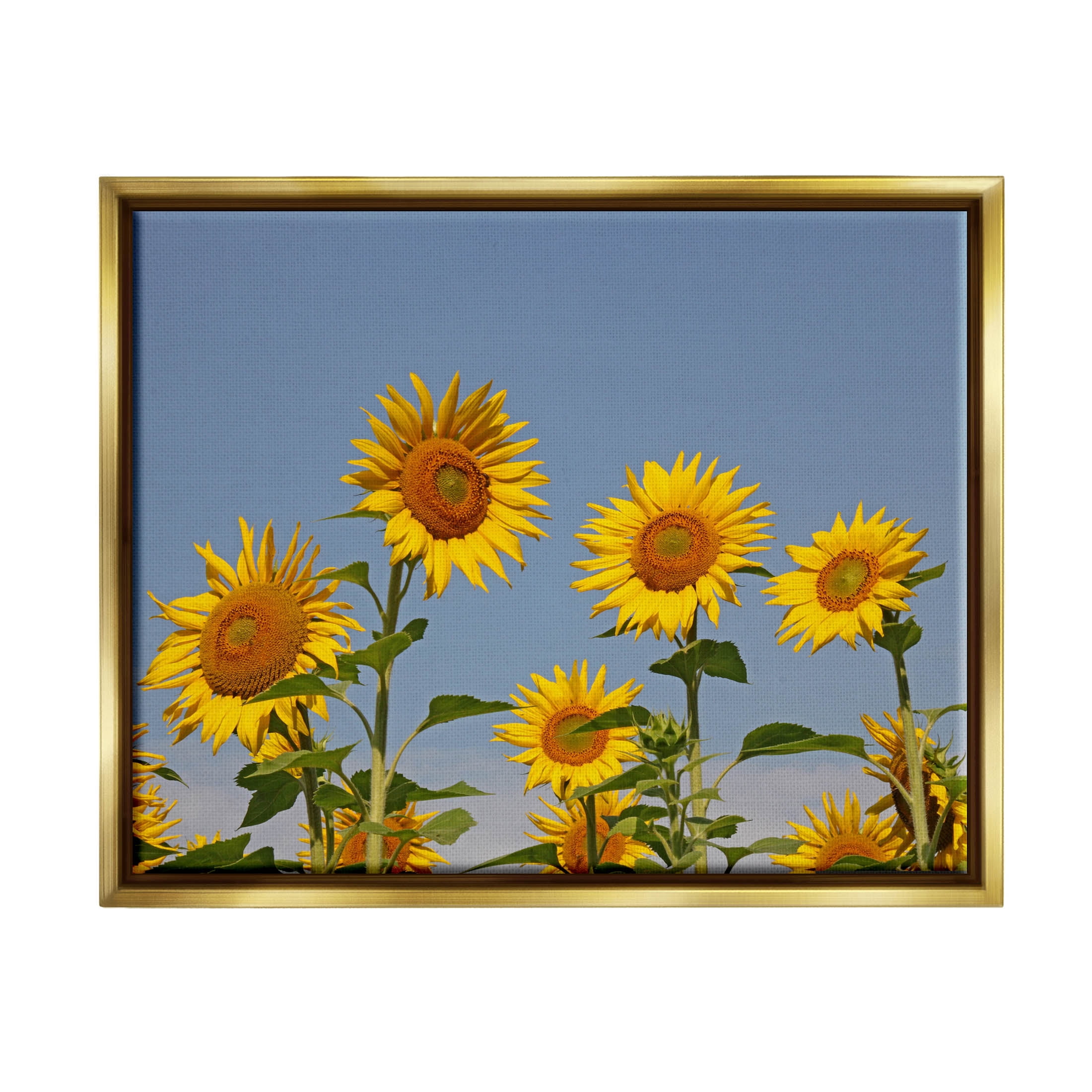 Sunflower Field Clear Sky Botanical & Floral Photograph Metallic Gold Framed Art Print Wall Art
