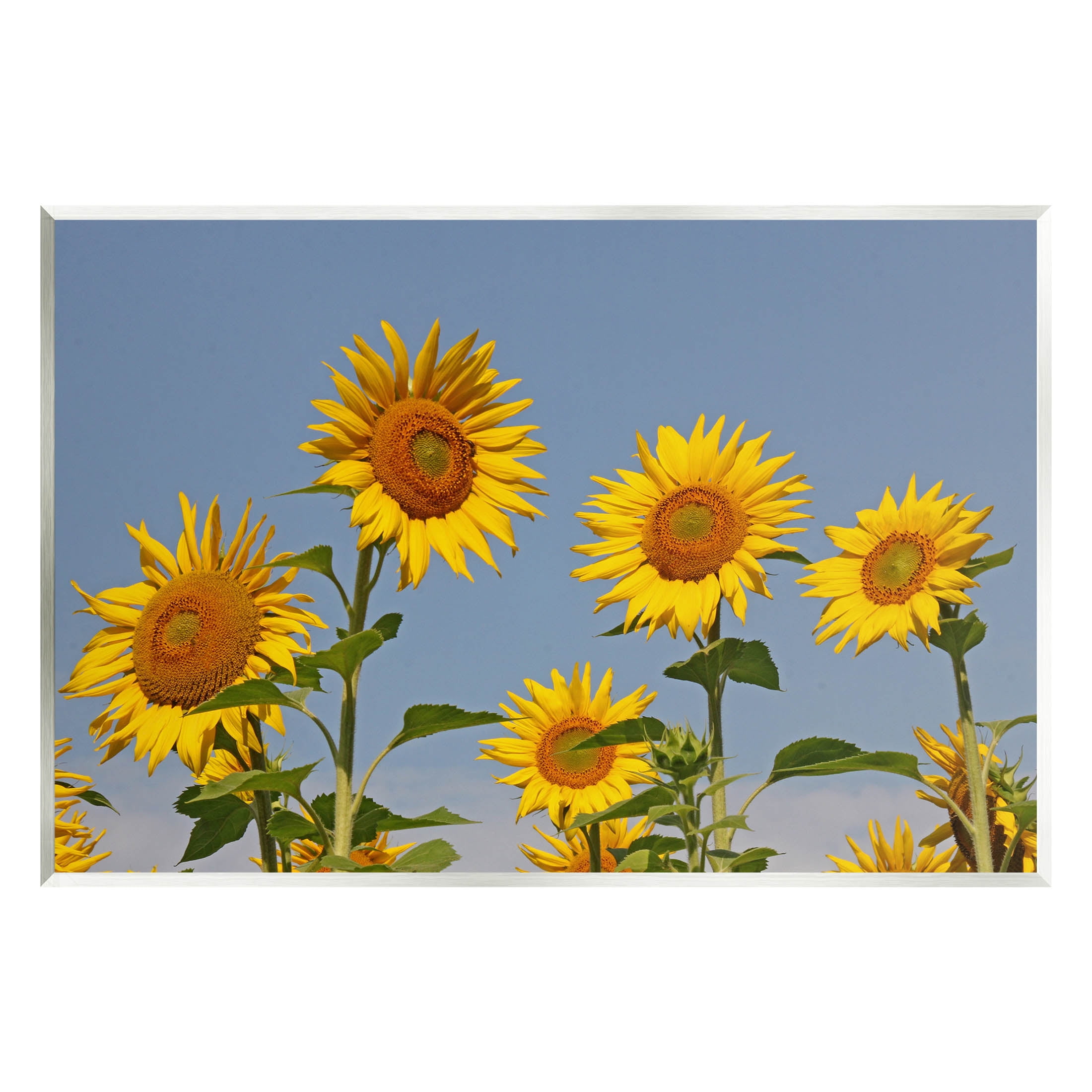 Sunflower Field Clear Sky Botanical & Floral Photograph Unframed Art Print Wall Art