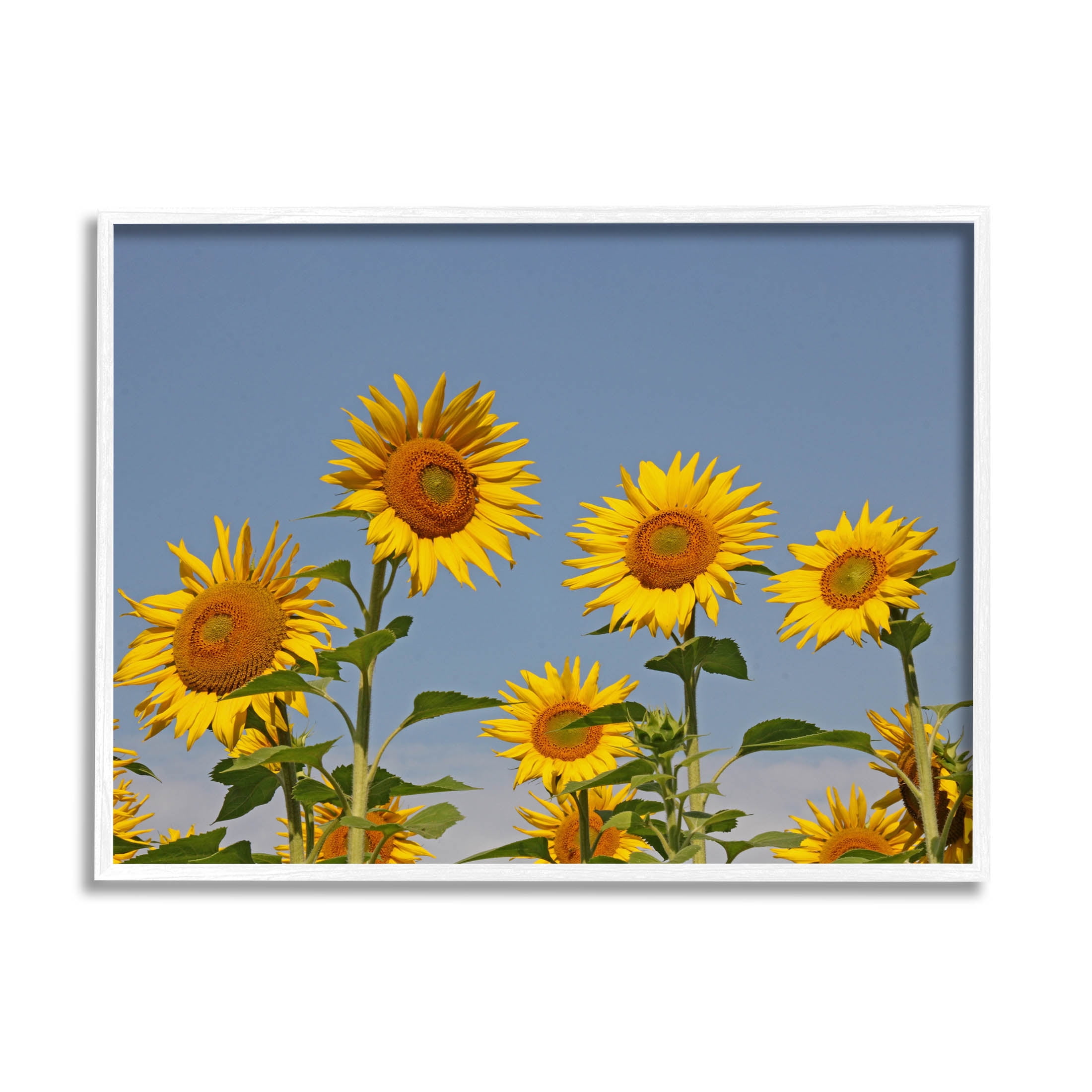 Sunflower Field Clear Sky Botanical & Floral Photograph White Framed Art Print Wall Art