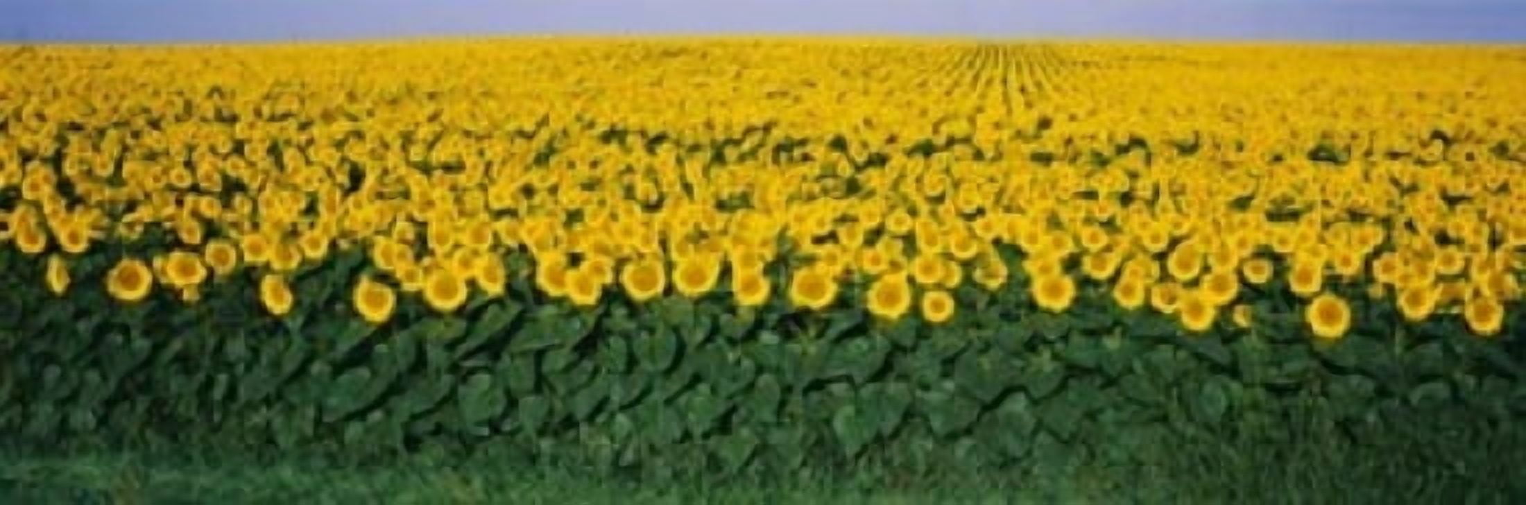 Sunflower Field Maryland USA Canvas Art - Panoramic Images (36 x 12)