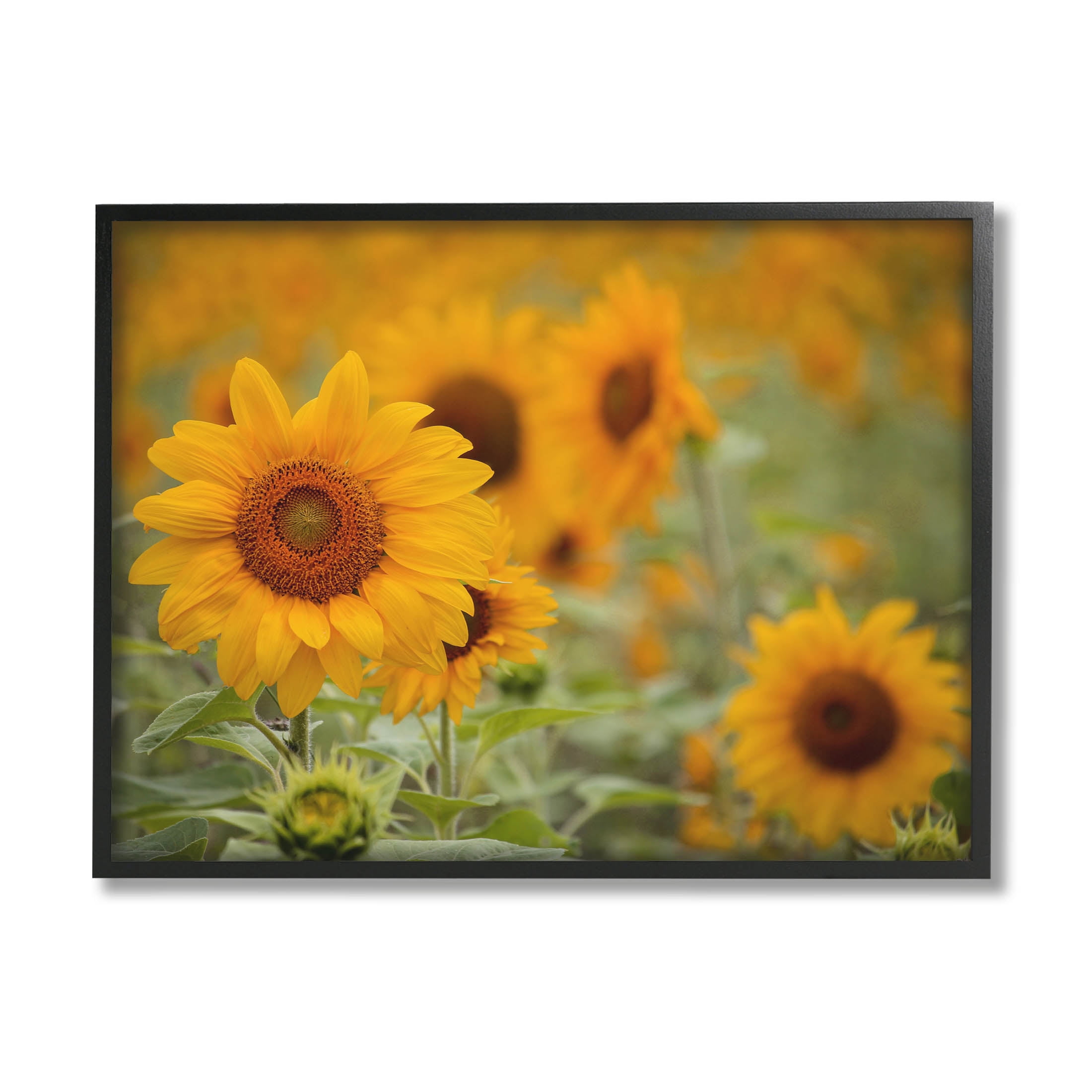 Sunflower Field Nature Blooms Botanical & Floral Photograph Black Framed Art Print Wall Art