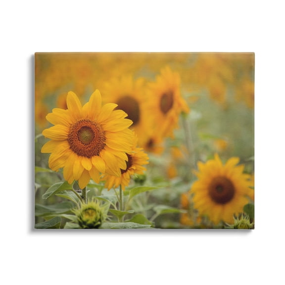 Sunflower Field Nature Blooms Botanical & Floral Photograph Gallery Wrapped Canvas Print Wall Art