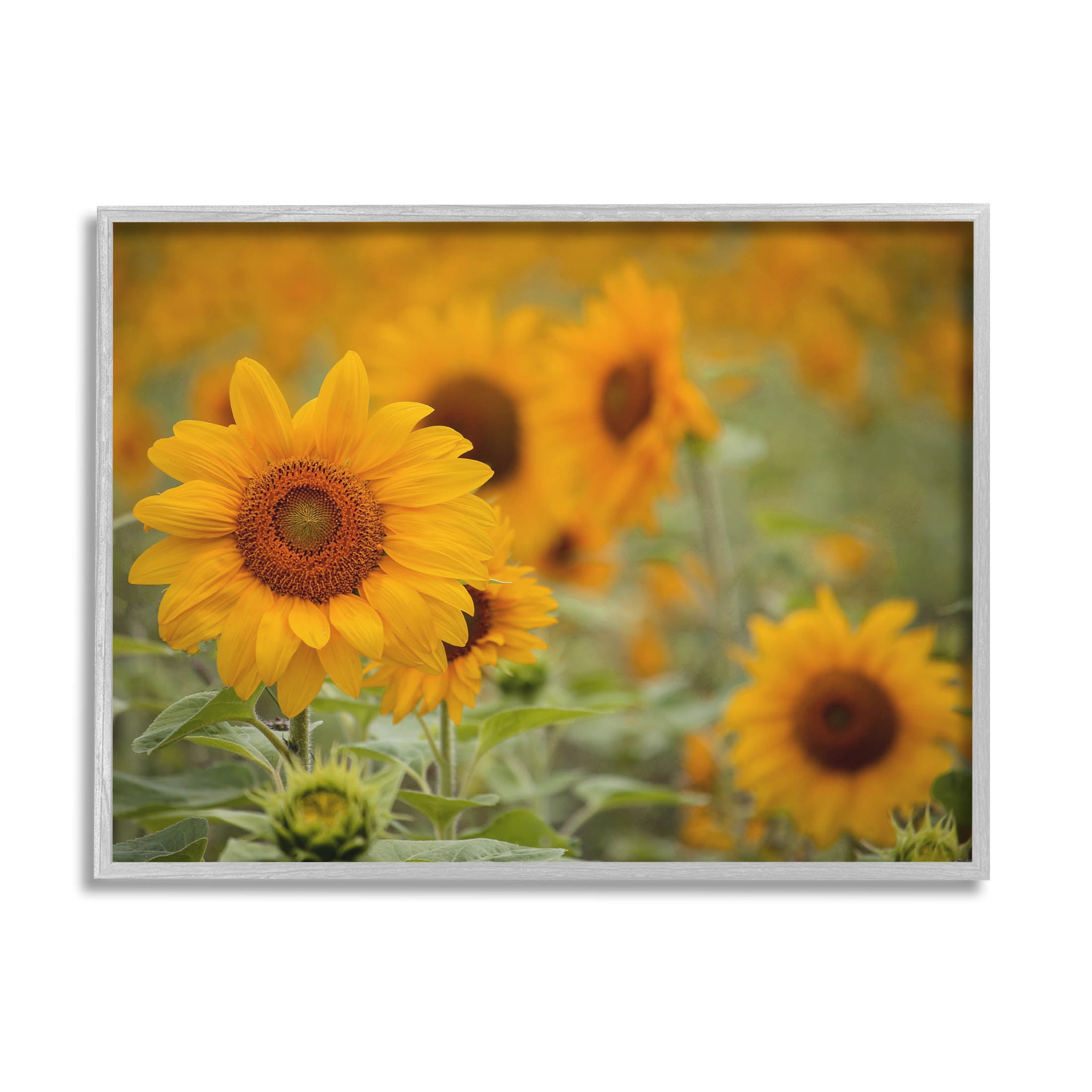 Sunflower Field Nature Blooms Botanical & Floral Photograph Gray Framed Art Print Wall Art
