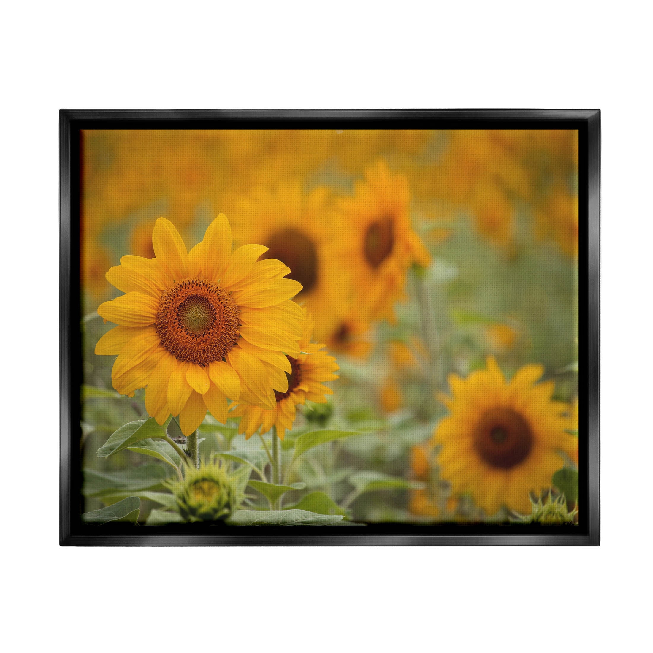 Sunflower Field Nature Blooms Botanical & Floral Photograph Jet Black Framed Art Print Wall Art