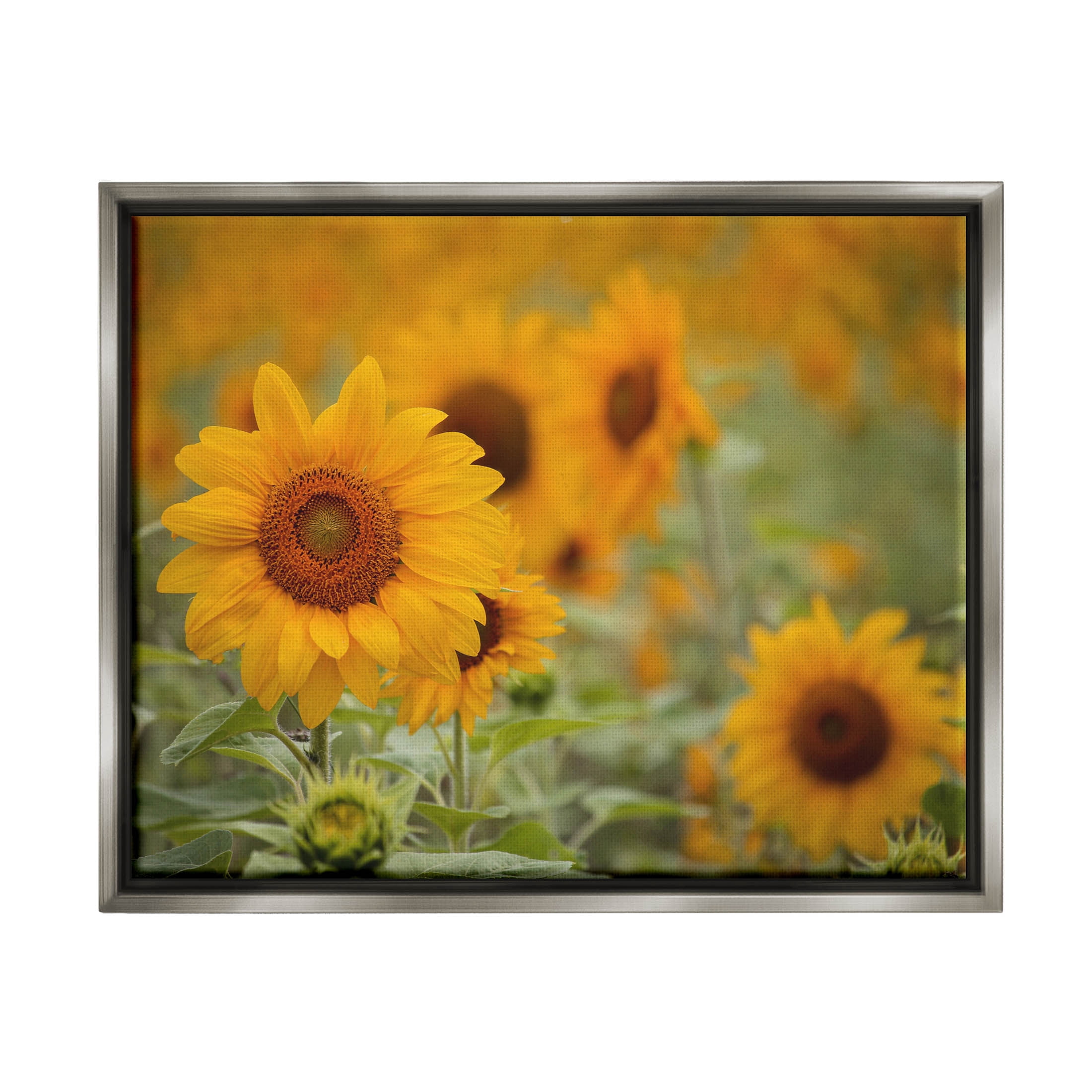 Sunflower Field Nature Blooms Botanical & Floral Photograph Luster Gray Framed Art Print Wall Art