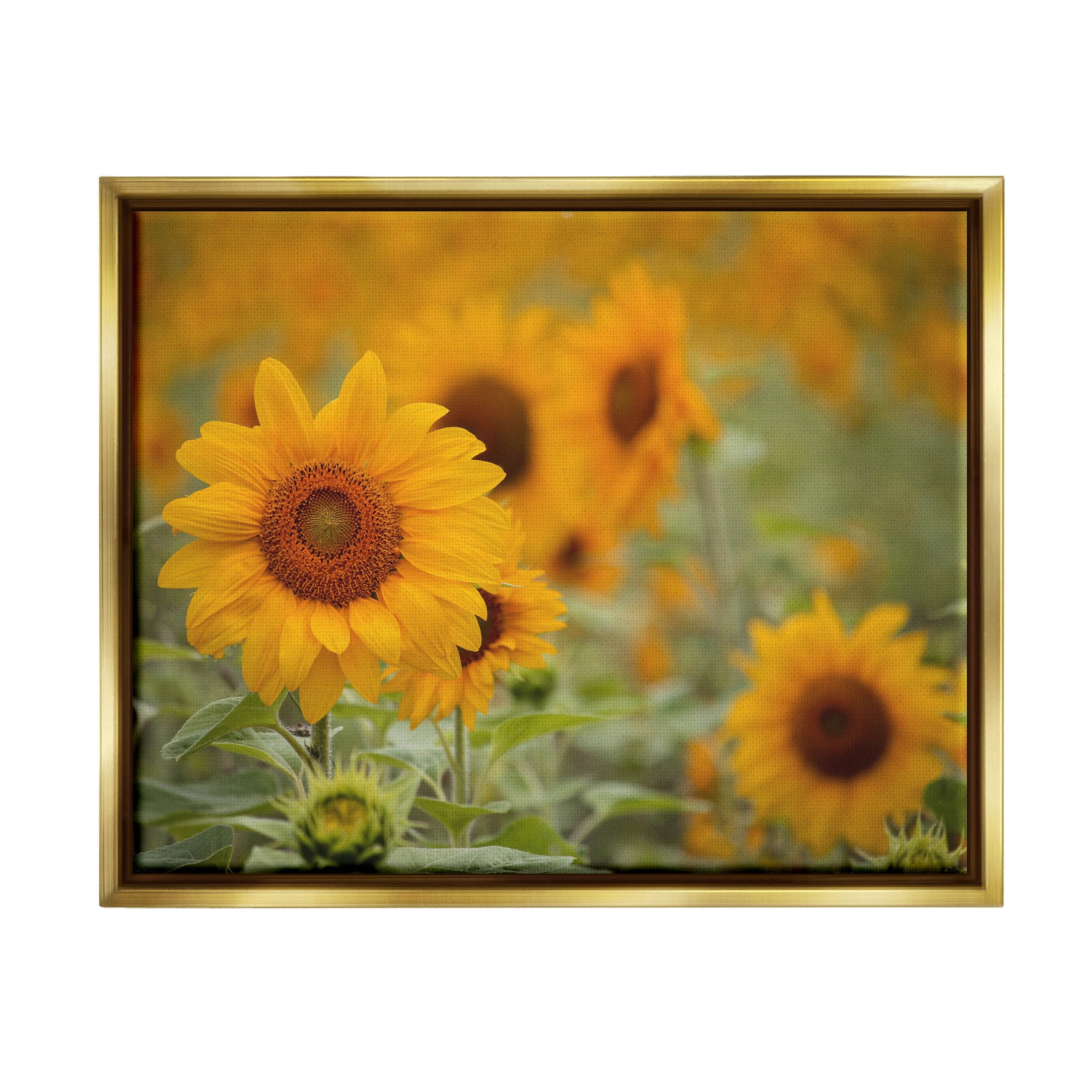 Sunflower Field Nature Blooms Botanical & Floral Photograph Metallic Gold Framed Art Print Wall Art