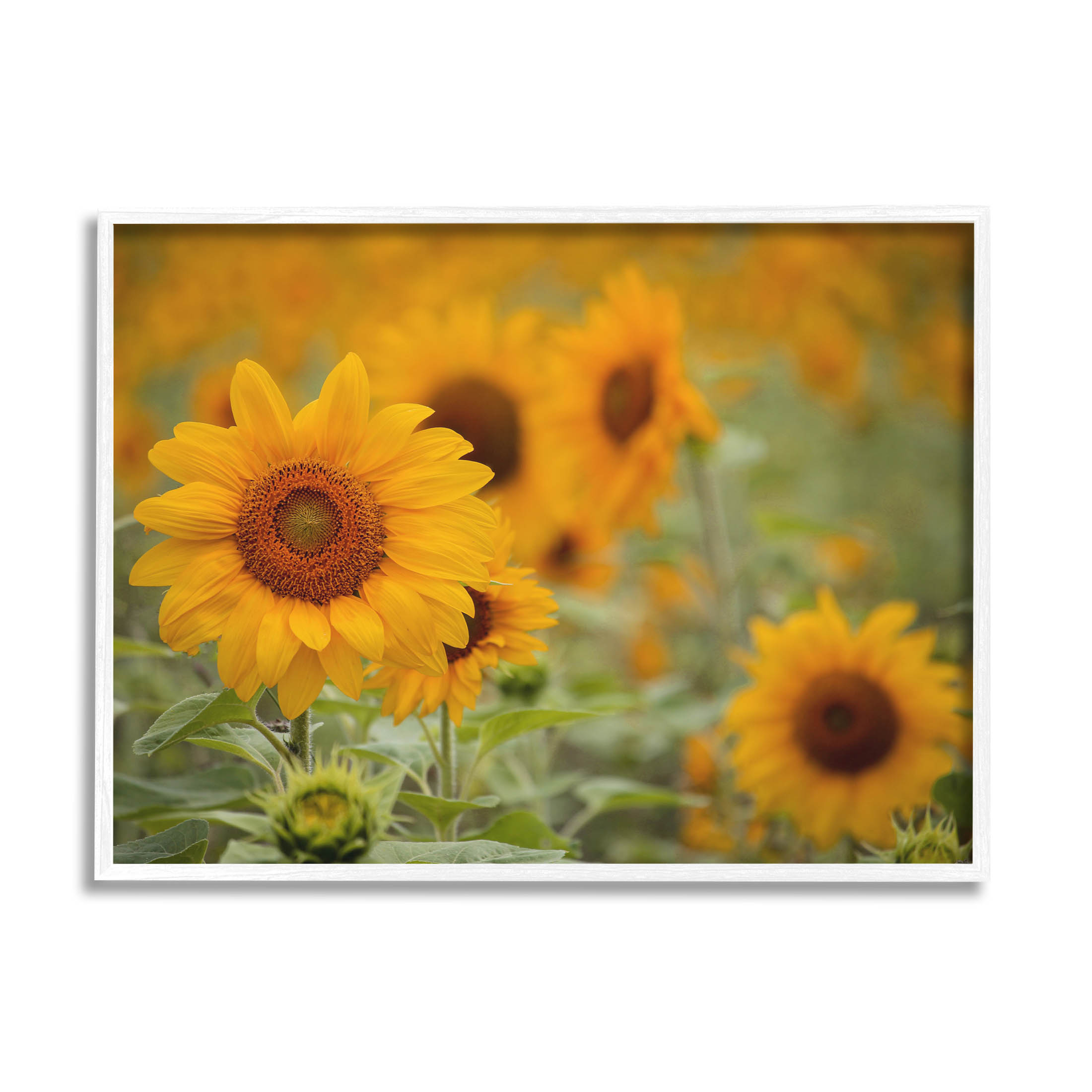 Sunflower Field Nature Blooms Botanical & Floral Photograph White Framed Art Print Wall Art
