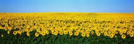 Sunflower Field North Dakota USA Canvas Art - Panoramic Images (36 x 12)