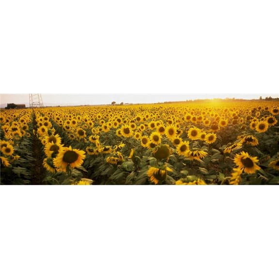 Sunflower Field Poster Print by The Irish Image Collection - 37 x 12