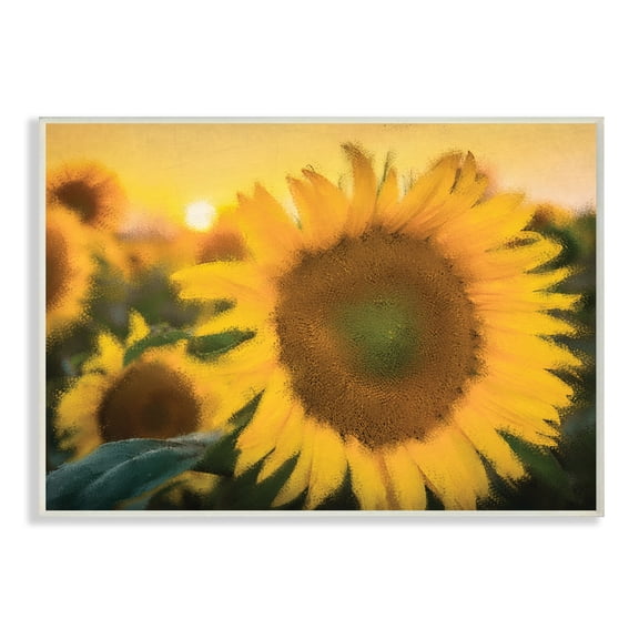 Stupell Industries Sunflower Field Sunrise Realistic Soft Edges,10 x 15,Designed by Kim Allen