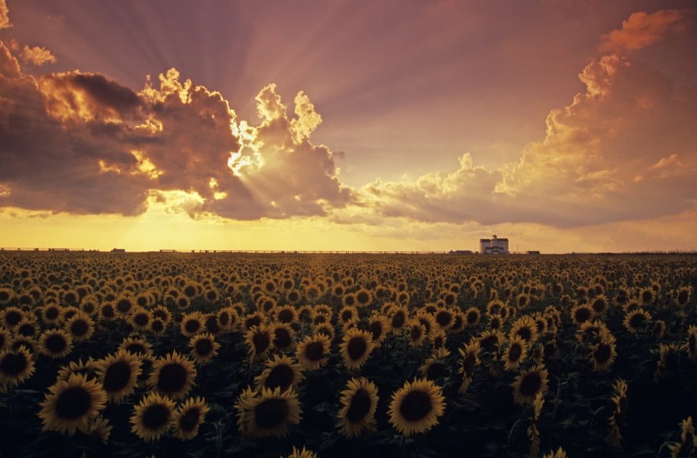 Sunflower Field With Grain Elevator And Dramatic Clouds St Agathe Manitoba Canvas Art - Dave Reede Design Pics (34 x 22)