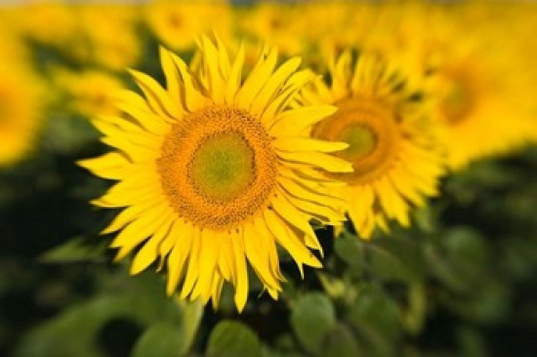 Sunflower Field in France Provence Canvas Art - Brenda Tharp DanitaDelimont (36 x 24)